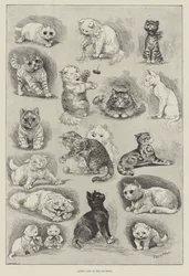 Katzenleben auf der Katzenausstellung